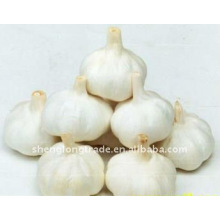 Direct factory to sell fresh garlic HOT